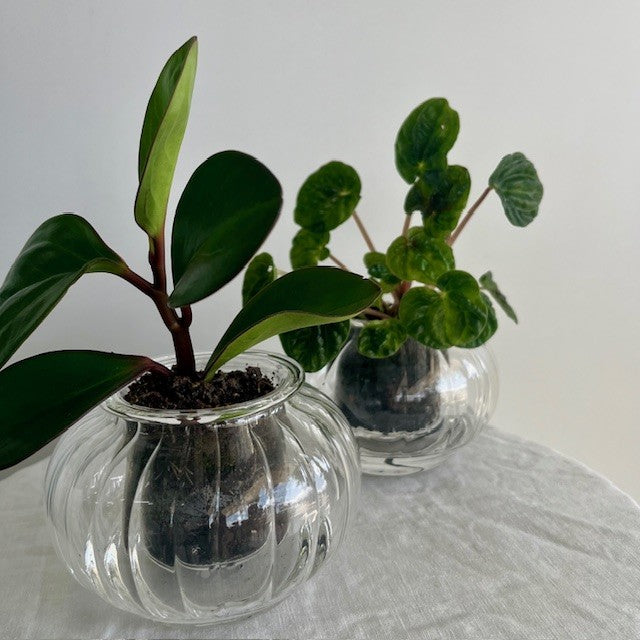 Self Watering Plant Small- Ribbed Vase