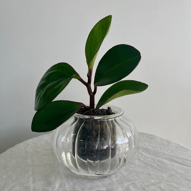 Self Watering Plant Small- Ribbed Vase