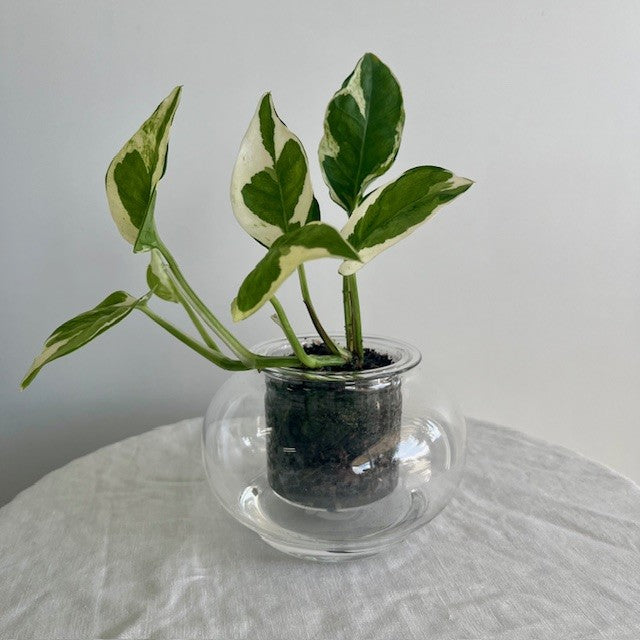 Self Watering Plant Small