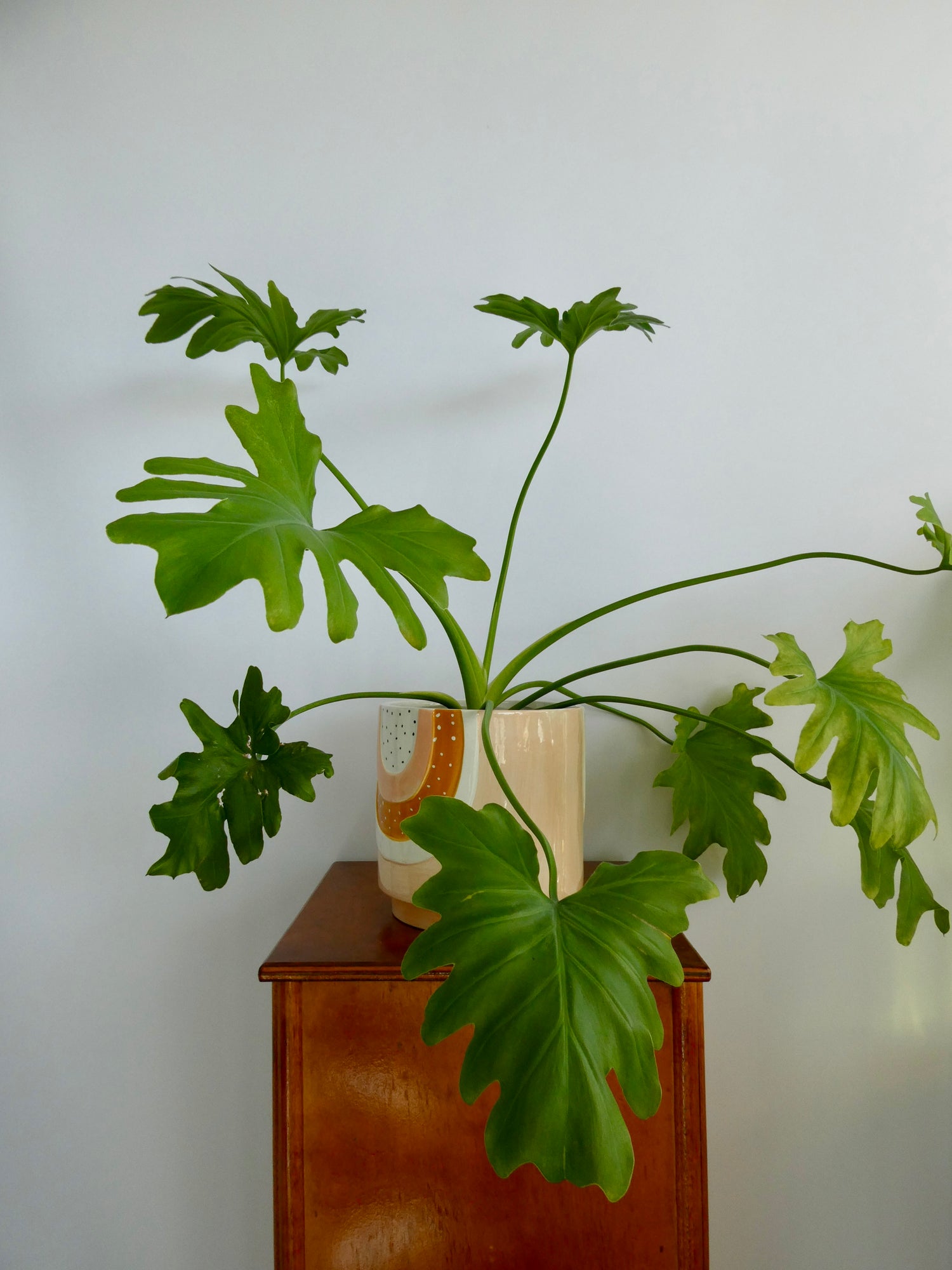 Potted Philodendron
