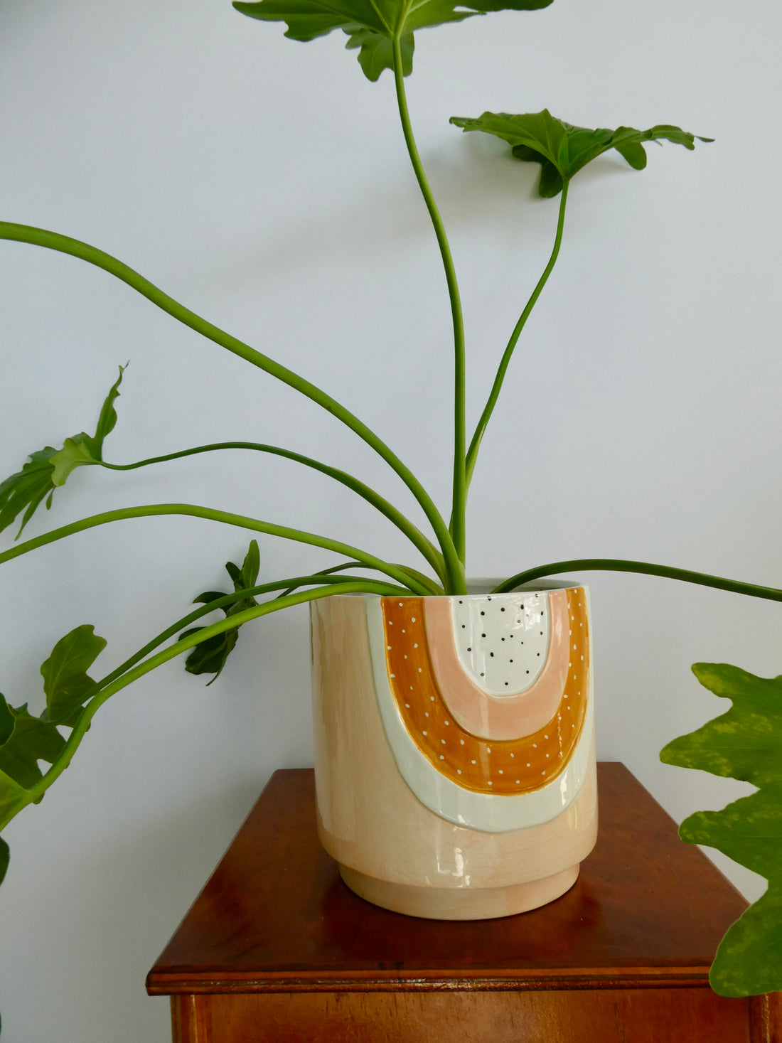 Potted Philodendron