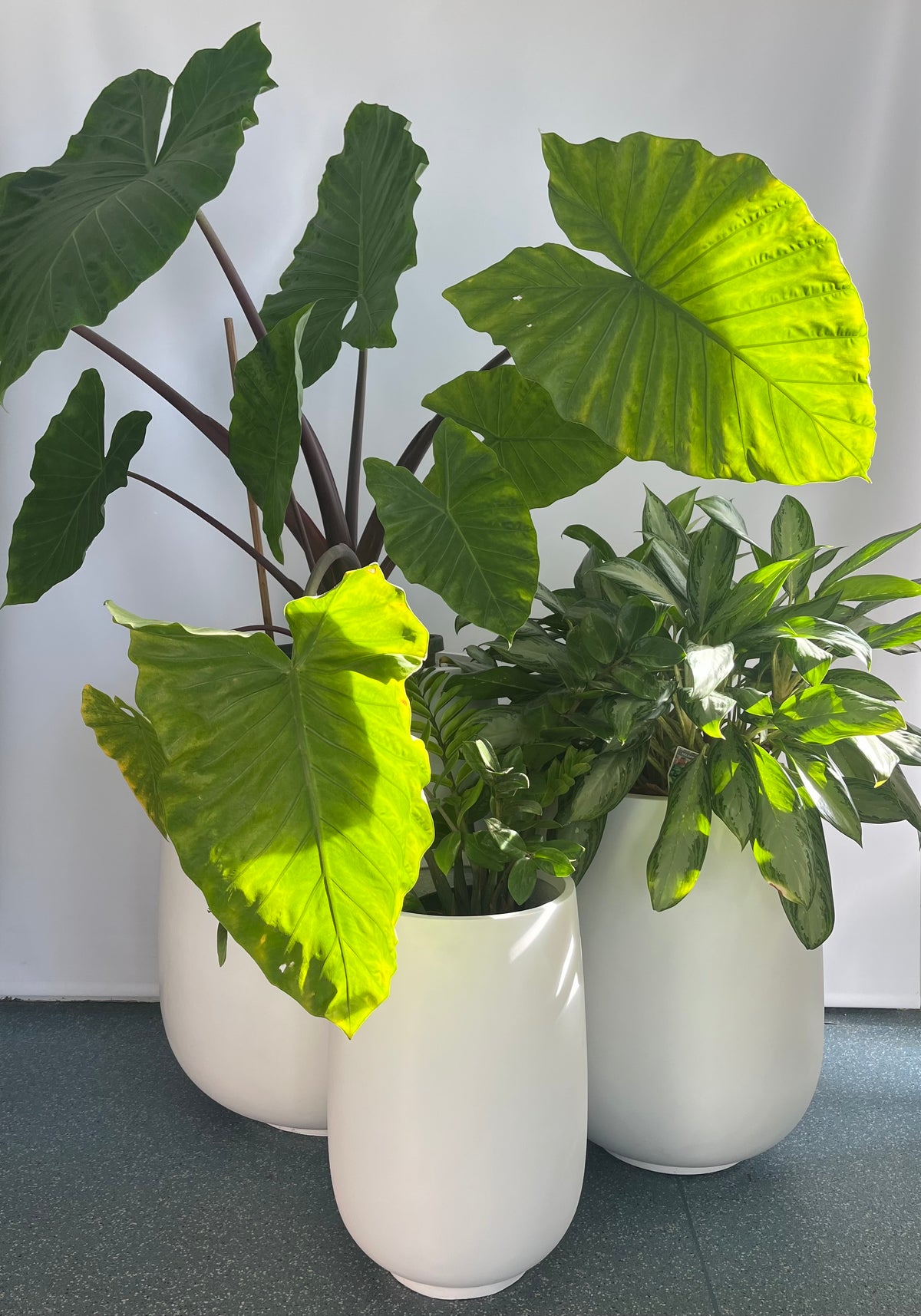 White Horseshoe Pot with Plant