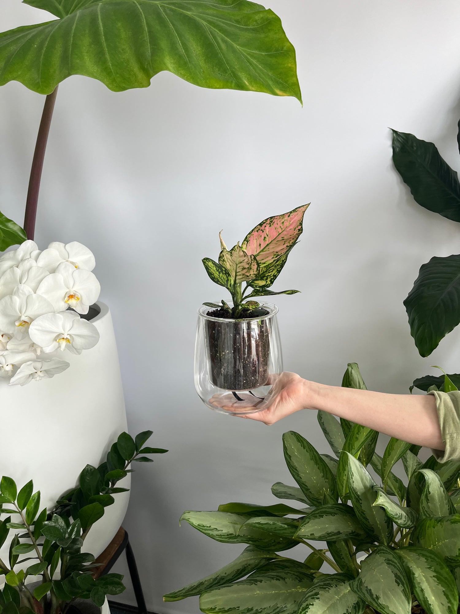 Self Watering Plant Large