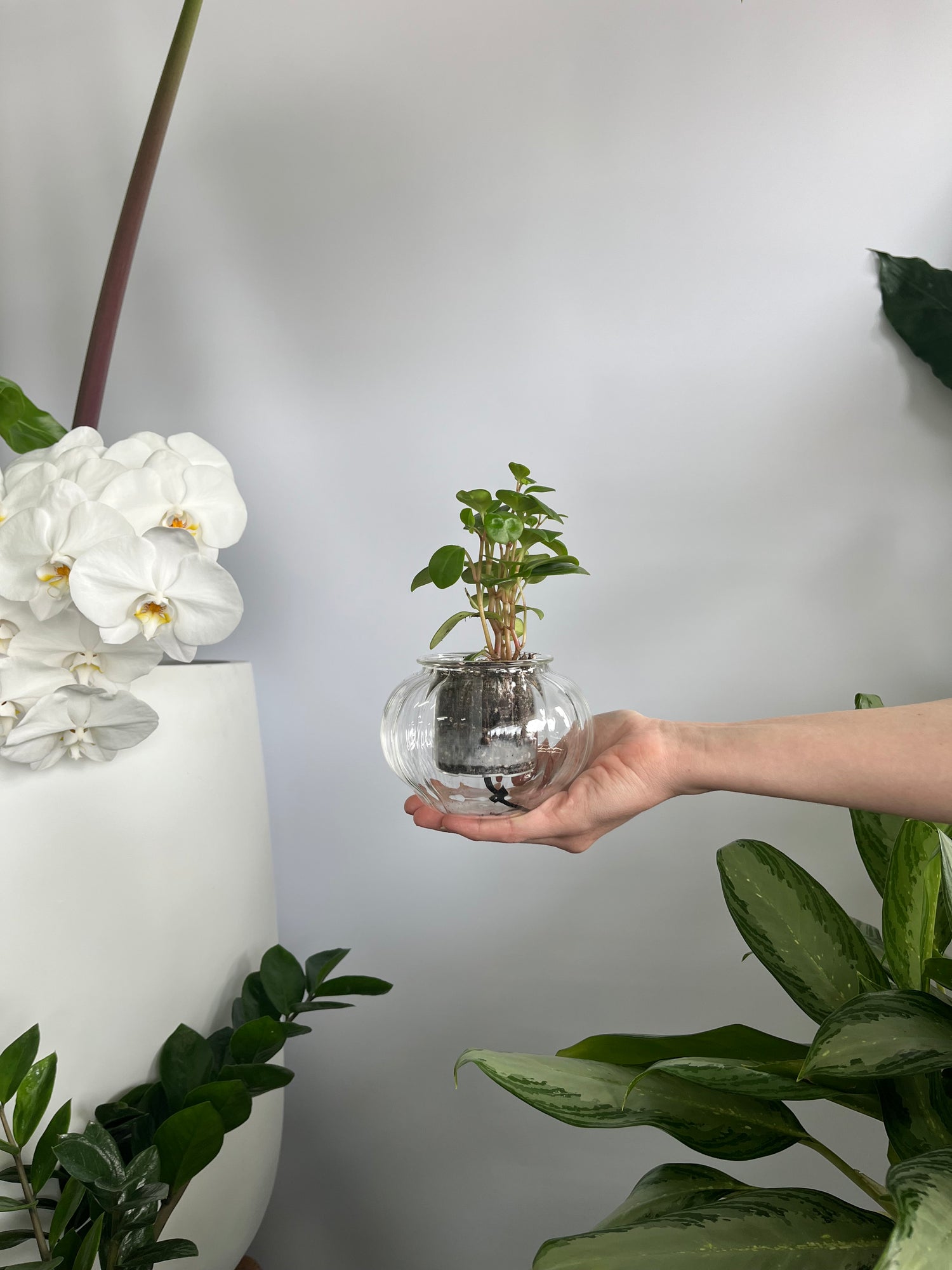 Self Watering Plant Small- Ribbed Vase