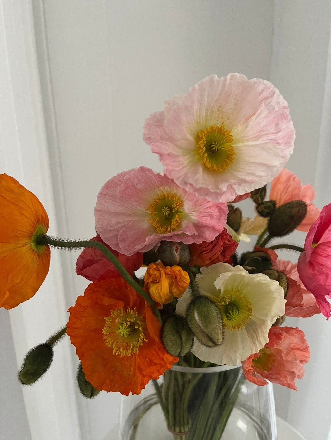 Poppy Posy