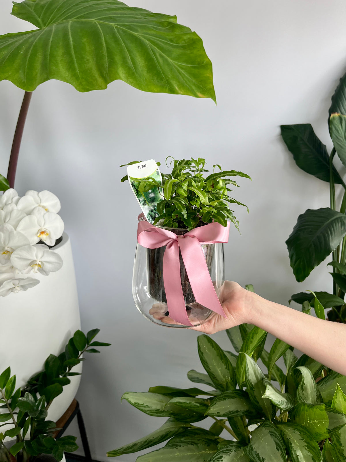 Self Watering Plant Large
