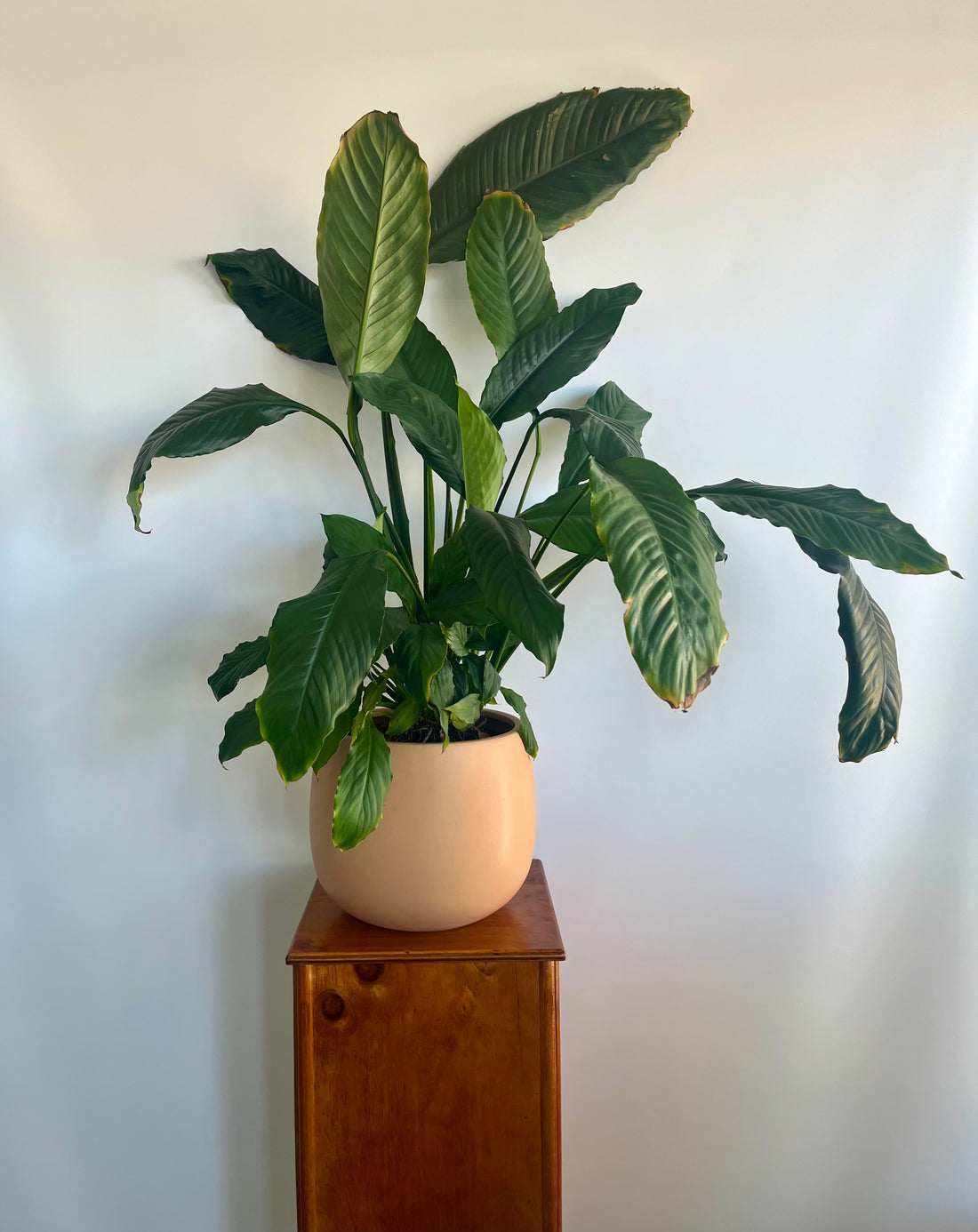 Large Potted Peace Lily