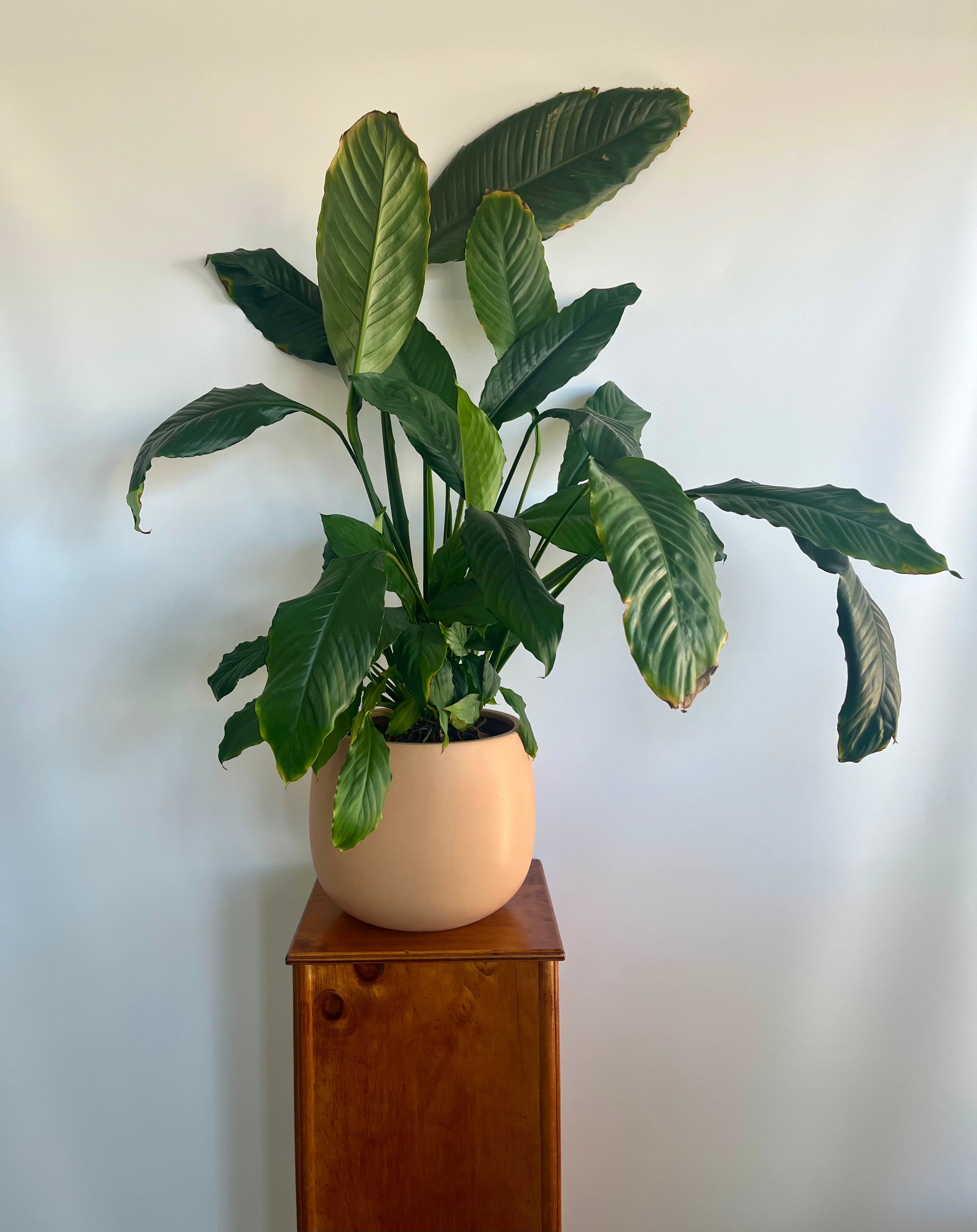 Large Potted Peace Lily