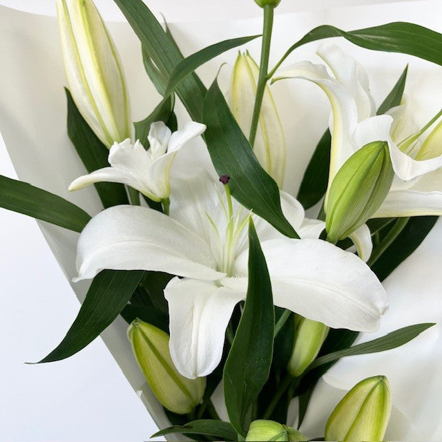 Daily Blooms- Lilies