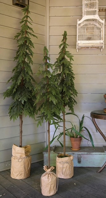 Potted Nordic Pine Small