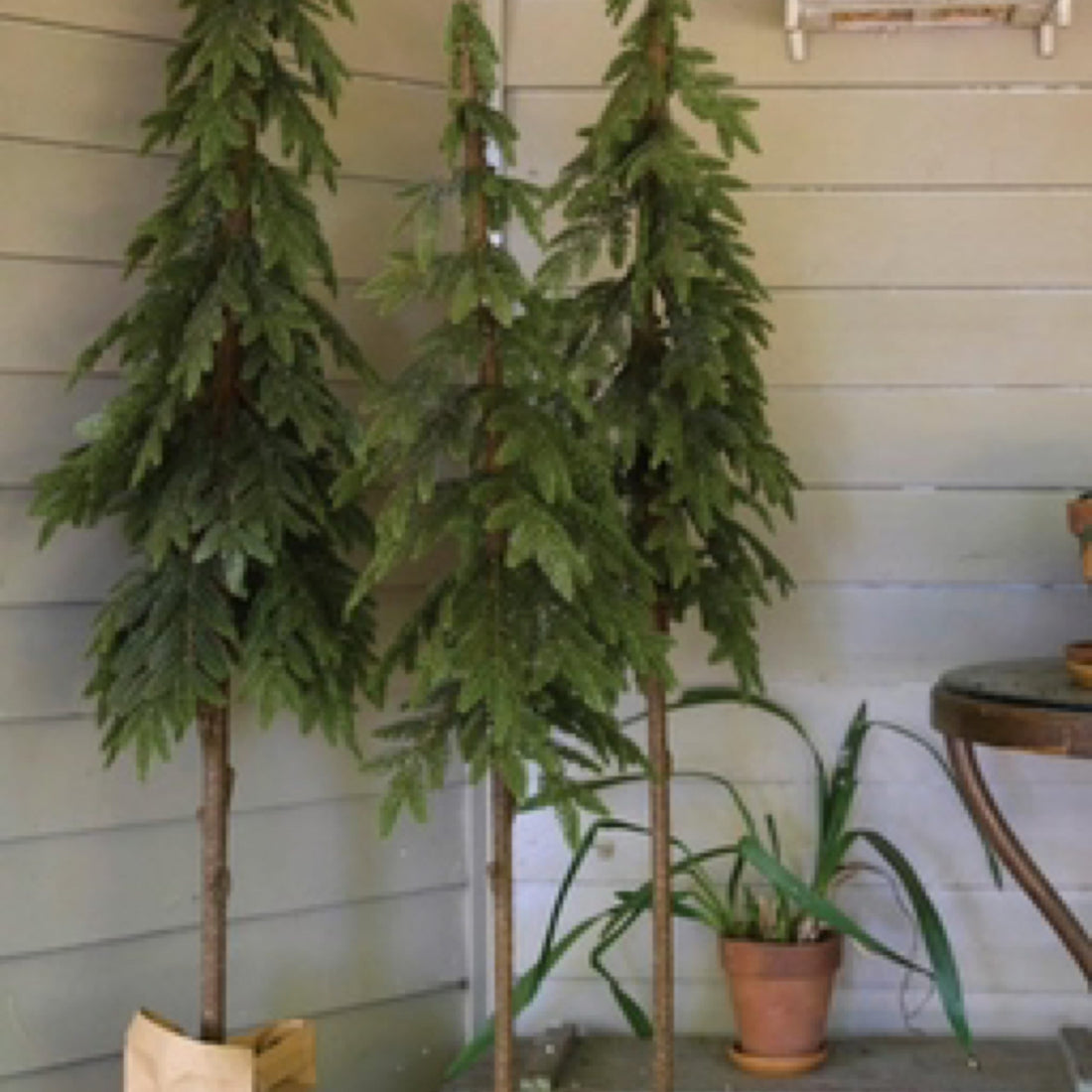 Potted Nordic Pine Small