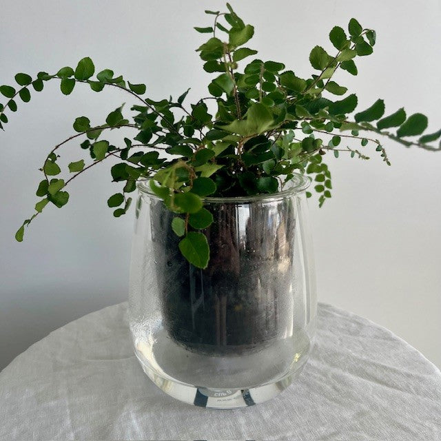 Self Watering Plant Large