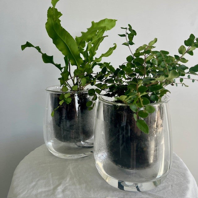Self Watering Plant Large